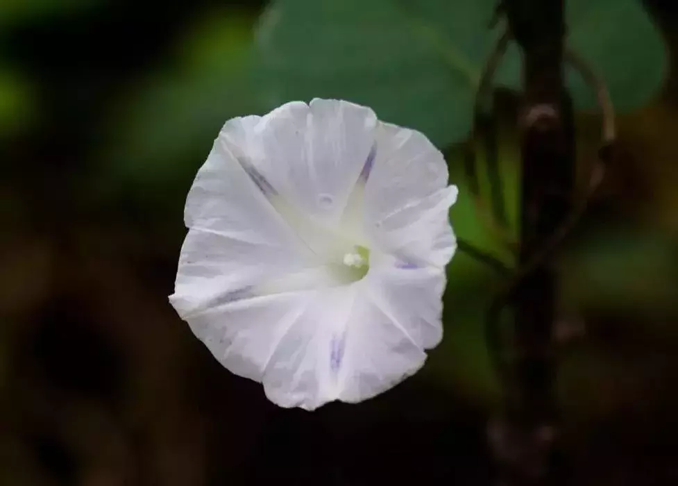 「每日一花」月光花