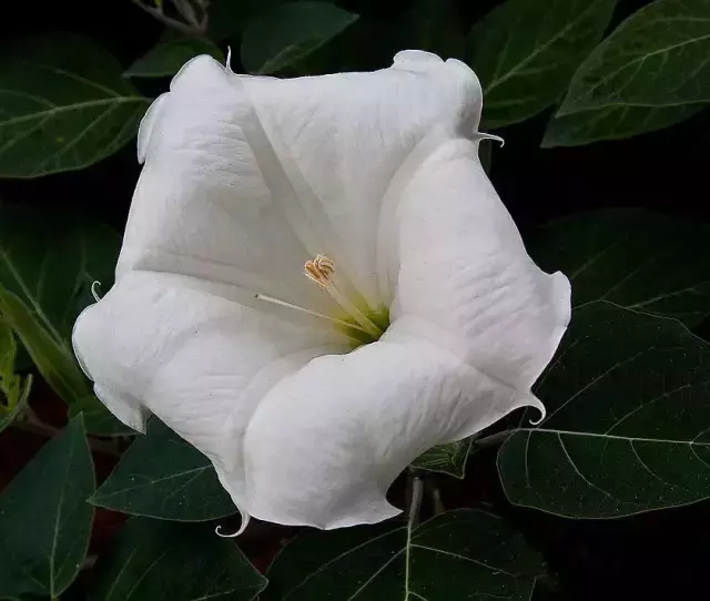 「每日一花」月光花