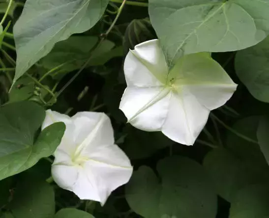 「每日一花」月光花