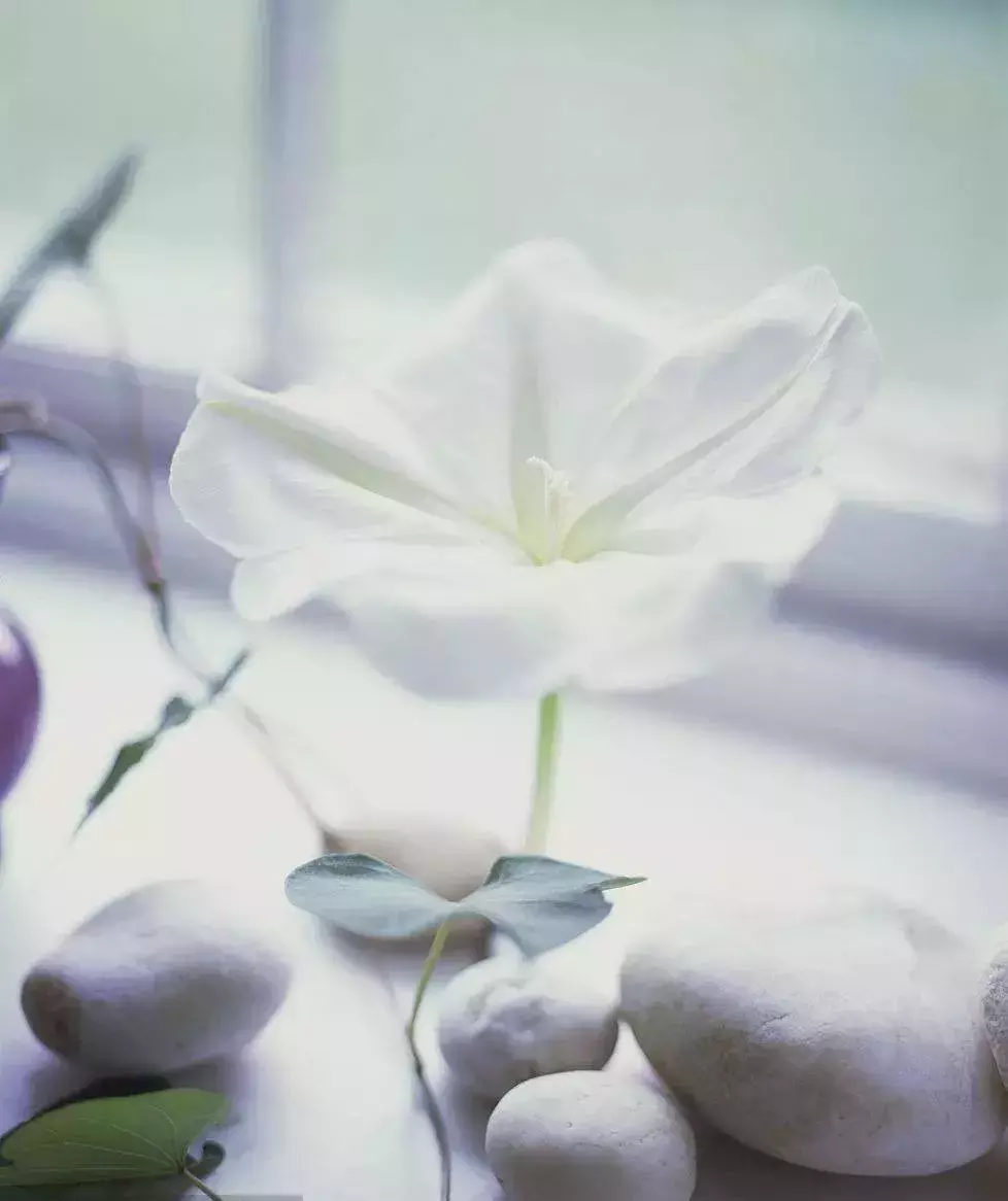 「每日一花」月光花