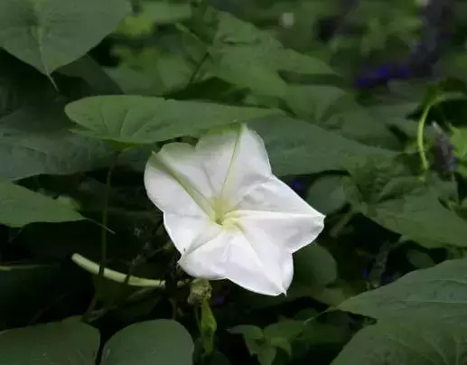「每日一花」月光花