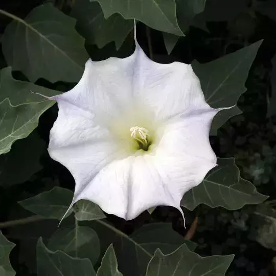 「每日一花」月光花