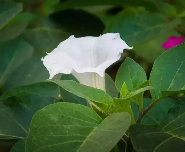 「每日一花」月光花
