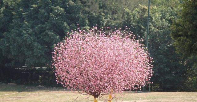 心理学：四棵桃花树，你最喜欢哪一棵？测你最近的桃花运旺不旺