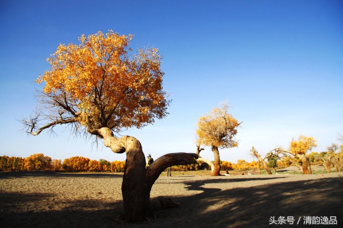 生而三千年不死，死而三千年不倒，倒而三千年不朽！这就是胡杨树