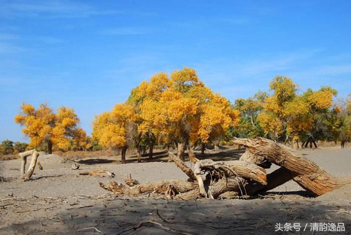 生而三千年不死，死而三千年不倒，倒而三千年不朽！这就是胡杨树