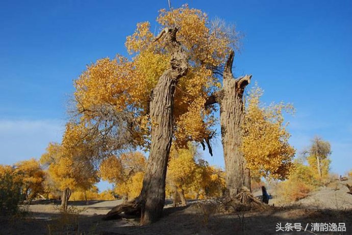 生而三千年不死，死而三千年不倒，倒而三千年不朽！这就是胡杨树