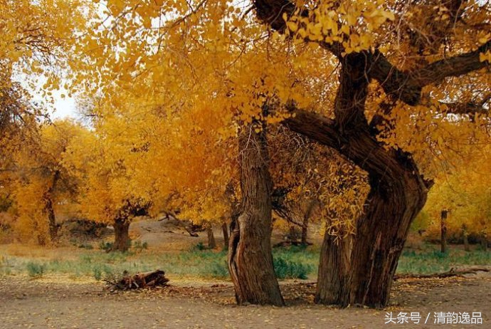 生而三千年不死，死而三千年不倒，倒而三千年不朽！这就是胡杨树