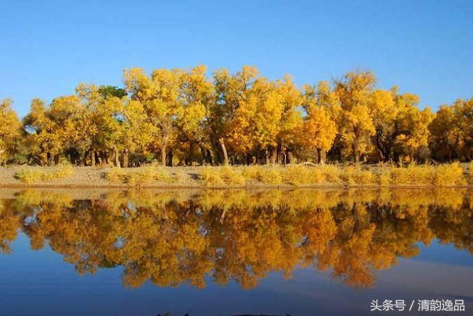 生而三千年不死，死而三千年不倒，倒而三千年不朽！这就是胡杨树