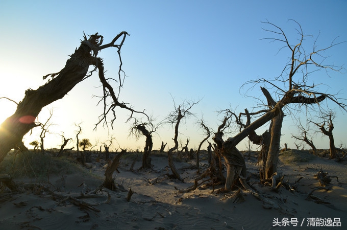 生而三千年不死，死而三千年不倒，倒而三千年不朽！这就是胡杨树