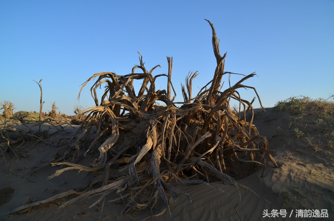 生而三千年不死，死而三千年不倒，倒而三千年不朽！这就是胡杨树