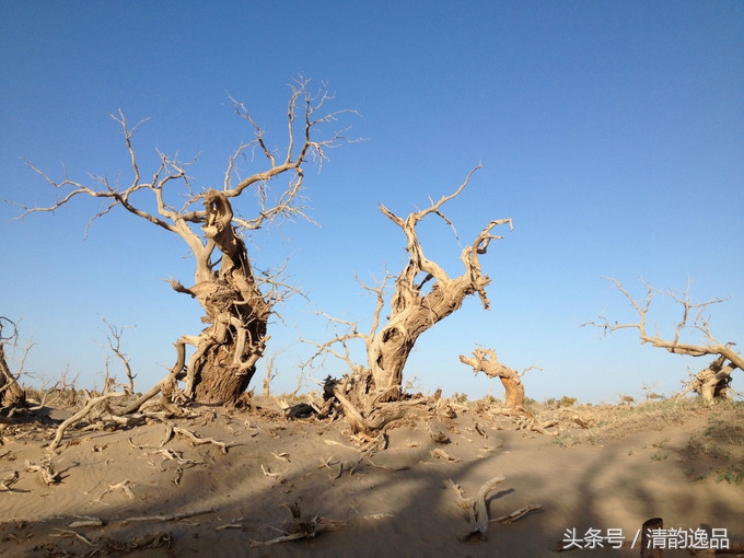 生而三千年不死，死而三千年不倒，倒而三千年不朽！这就是胡杨树