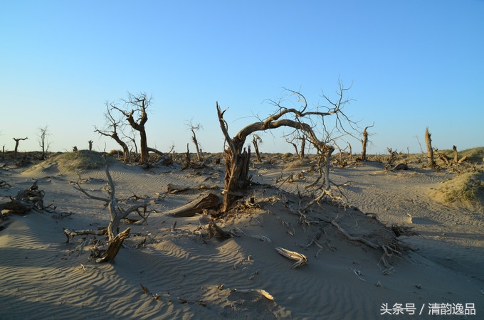 生而三千年不死，死而三千年不倒，倒而三千年不朽！这就是胡杨树