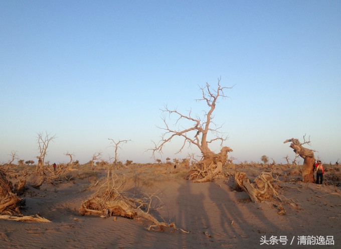 生而三千年不死，死而三千年不倒，倒而三千年不朽！这就是胡杨树