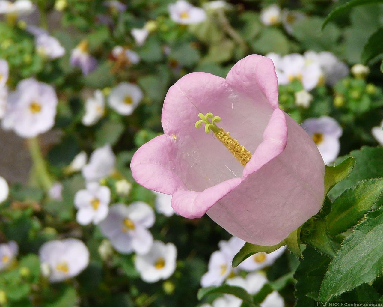 聚花风铃草(聚花风铃草简笔画) - 泉兴百科