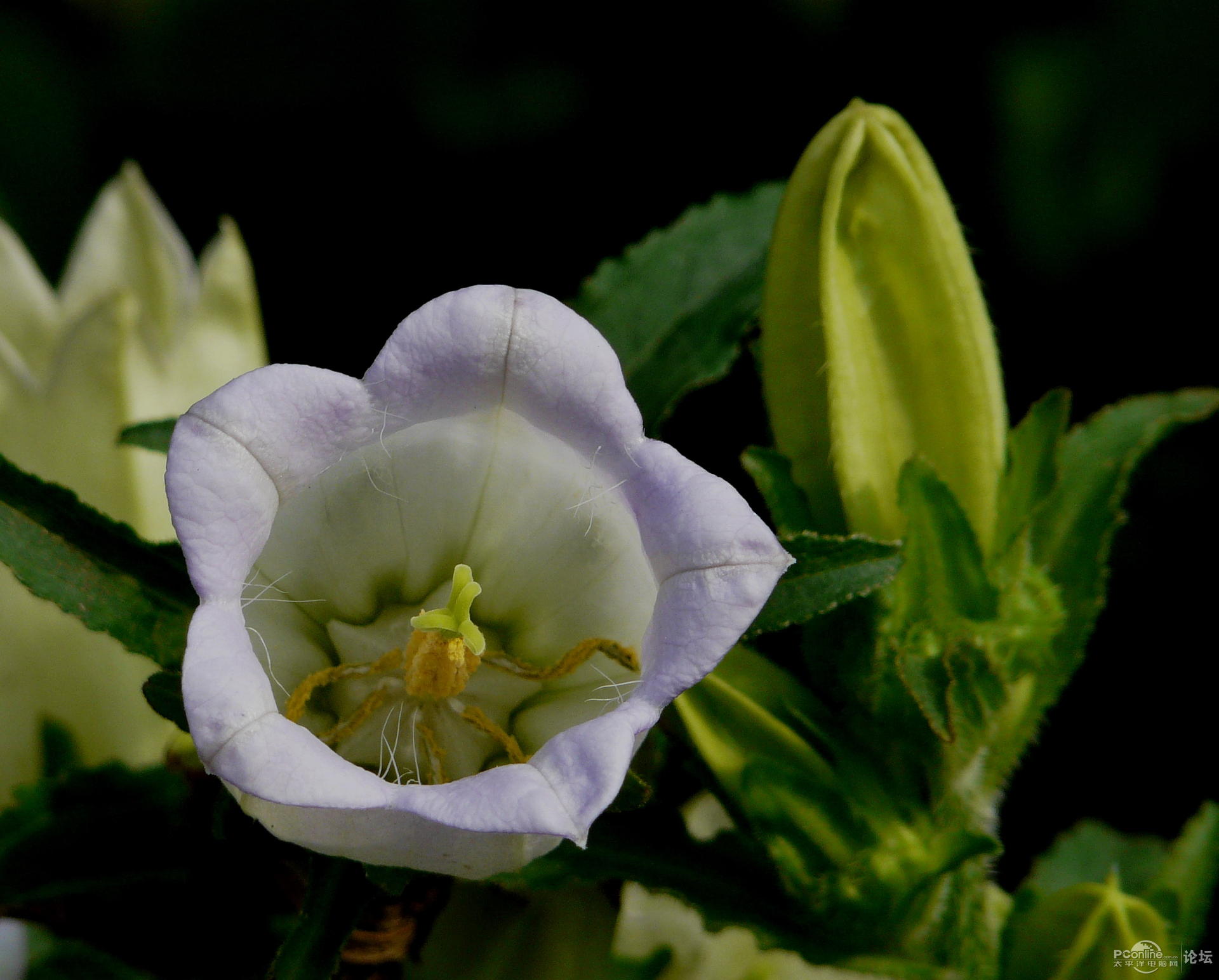 聚花风铃草(聚花风铃草简笔画) - 泉兴百科