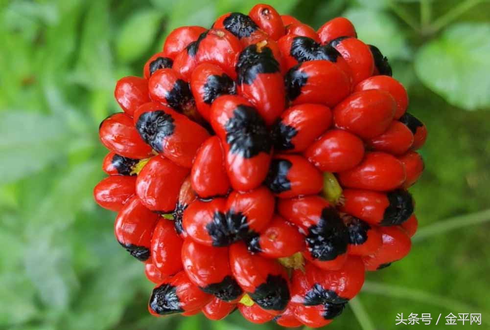 金平黑人参种子先从一个传教士故事来开头吧!