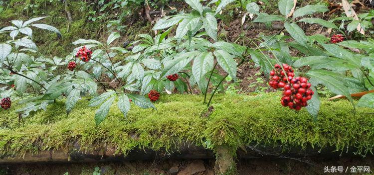 云南金平"黑人参",近10000元一斤,有时候有钱还买不到!