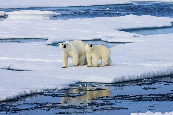 特罗姆瑟纬度(问吧精选丨那片32℃的北极地区并无北极熊，真相是什么？)