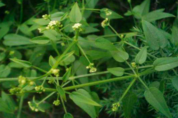 农村常见的茜草,四片叶子像风车,根是天然的植物染料