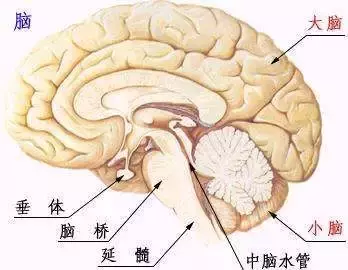小脑轻度萎缩的诊断与治疗：了解小脑萎缩症状及应对方法