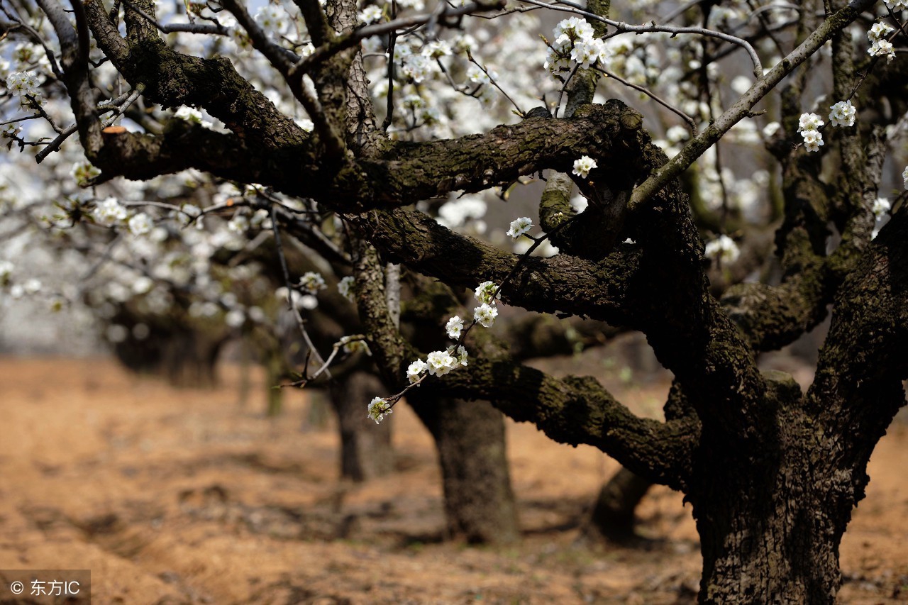 梨花院落溶溶月,诚邀下联!