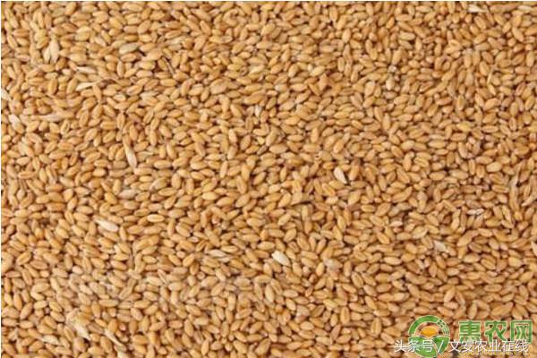 武威今日小麦价格是多少一斤「武威今日小麦价格最新」