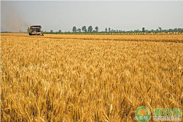 武威今日小麦价格是多少一斤「武威今日小麦价格最新」