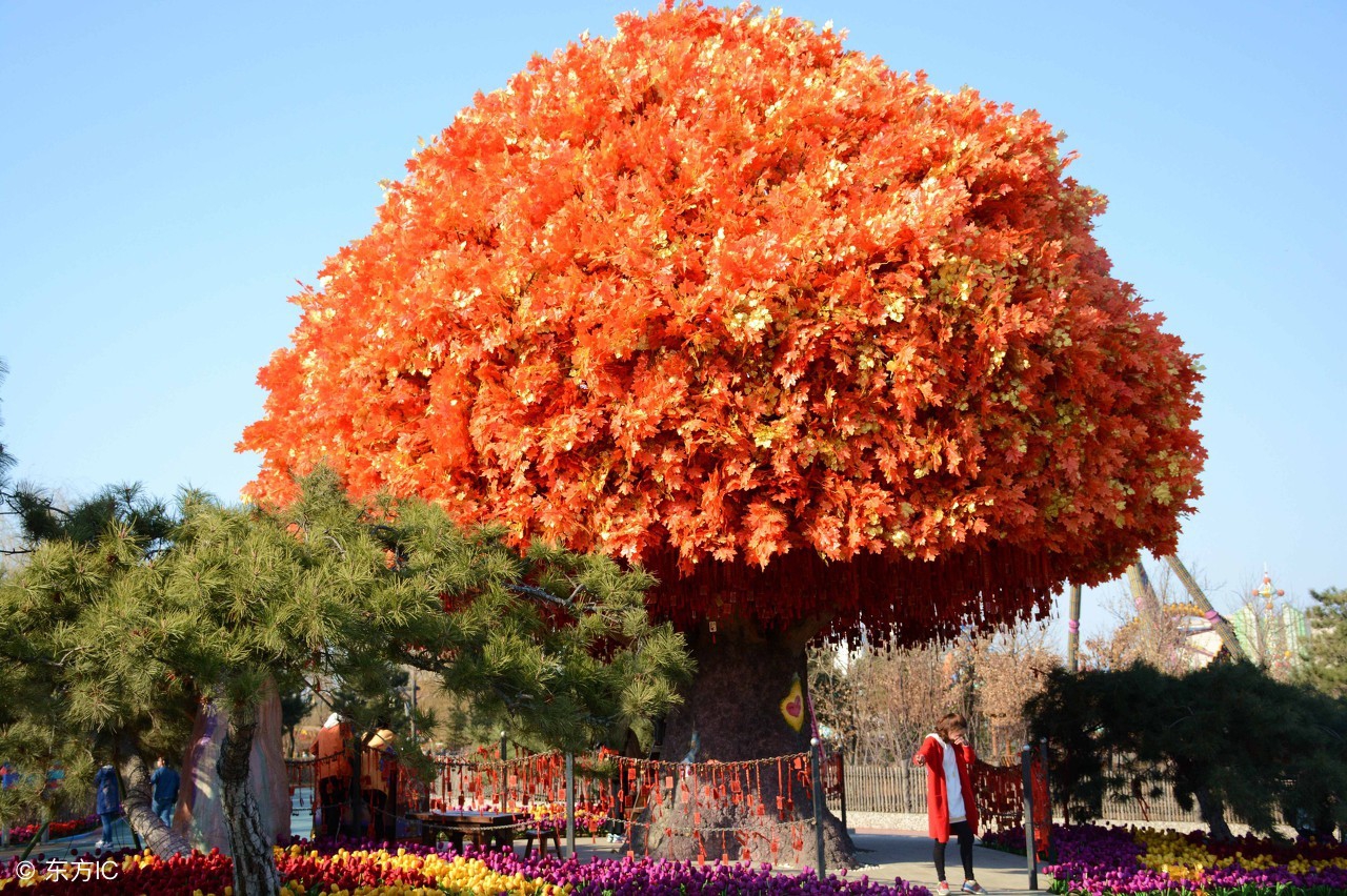 看到这些许愿树,许下的心愿都算数!