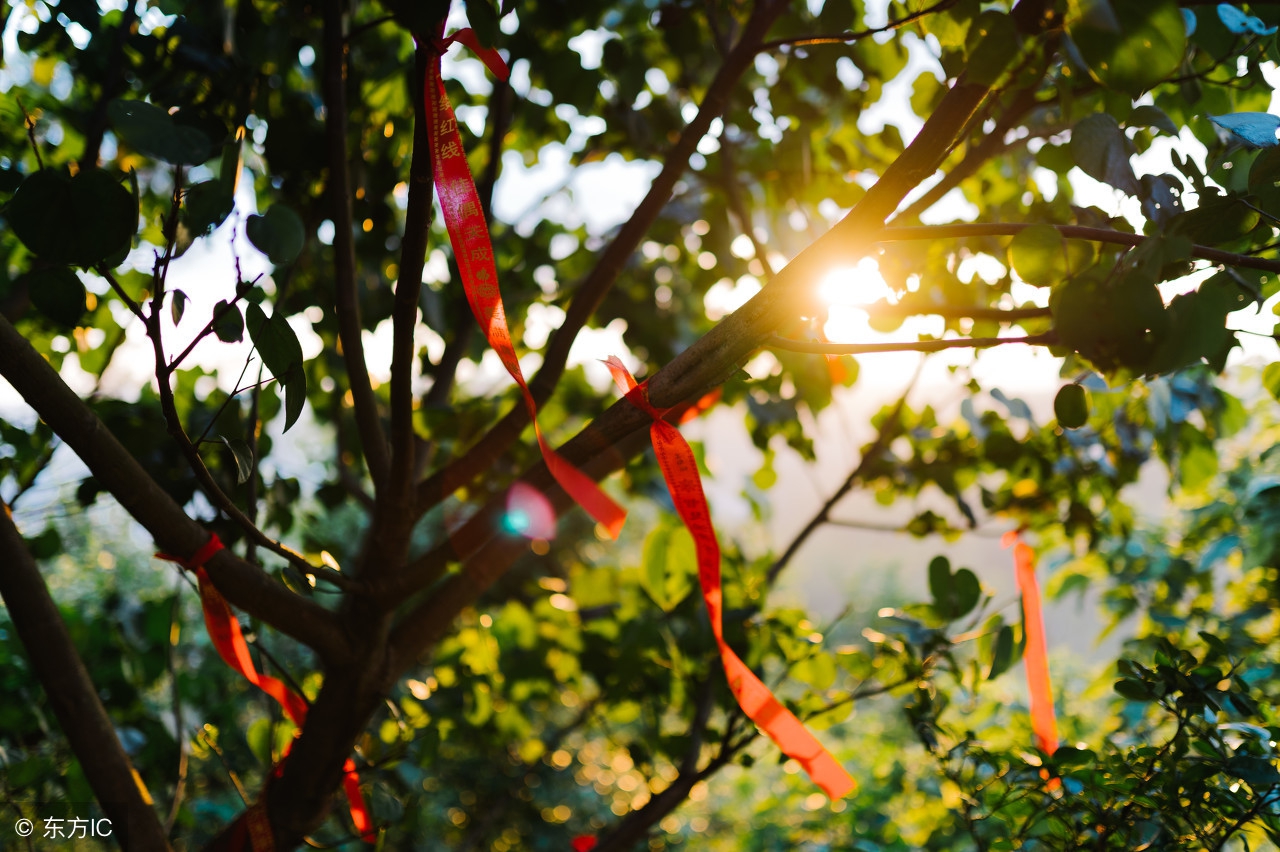关于愿望树的名人名言 _晶羽文学网