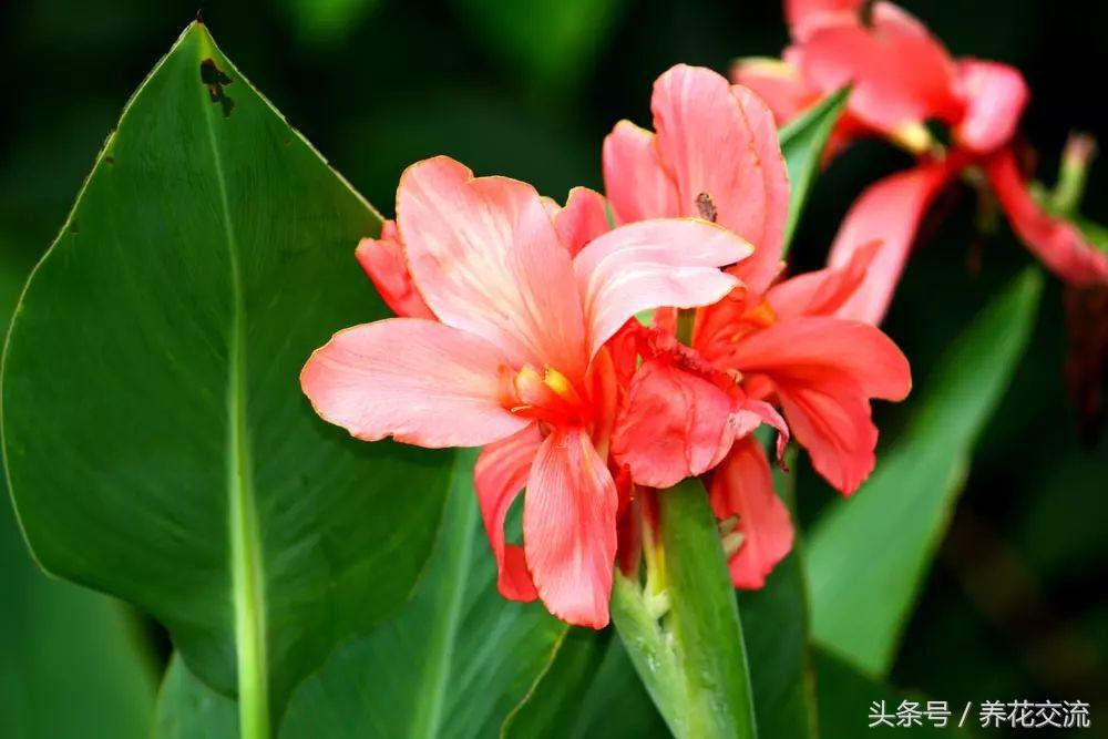 什么花在夏天开（11种整个夏天绽放的开花植物）