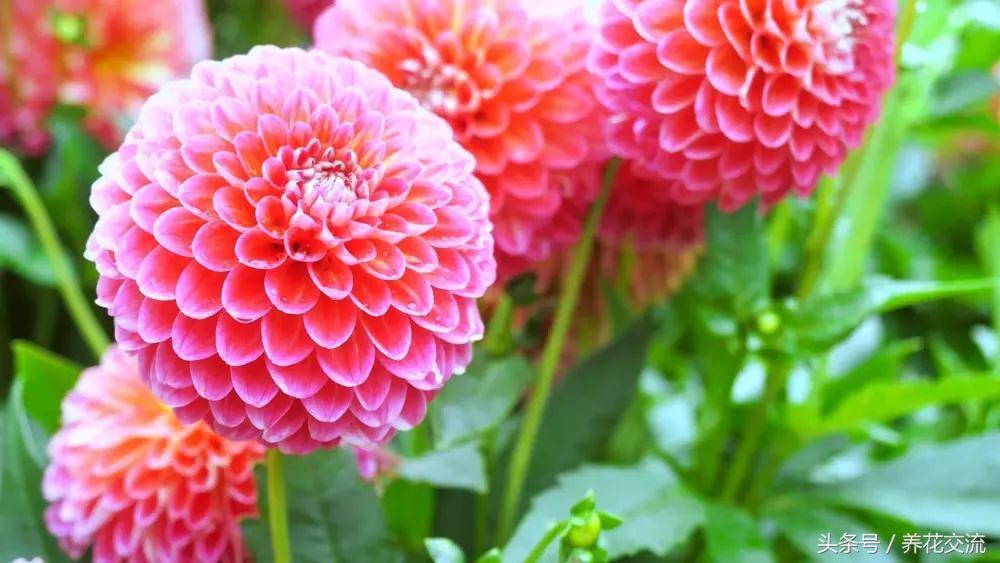 什么花在夏天开（11种整个夏天绽放的开花植物）
