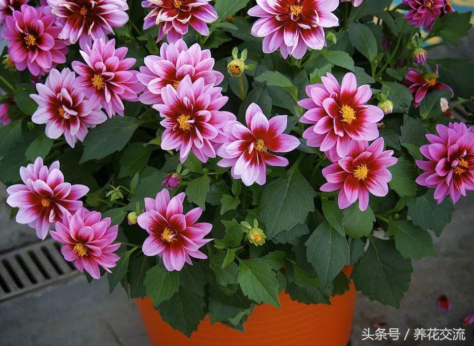 什么花在夏天开（11种整个夏天绽放的开花植物）