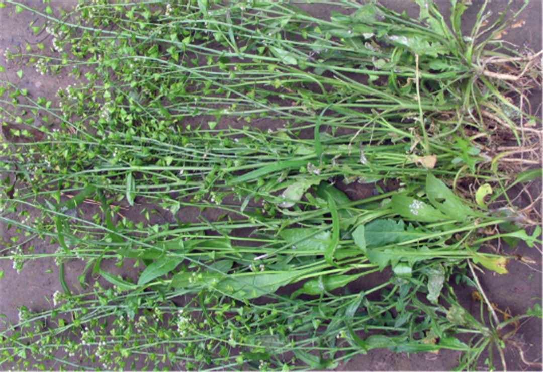 农村一种野草,煮鸡蛋吃了治头晕,还是驱蚊虫好帮手