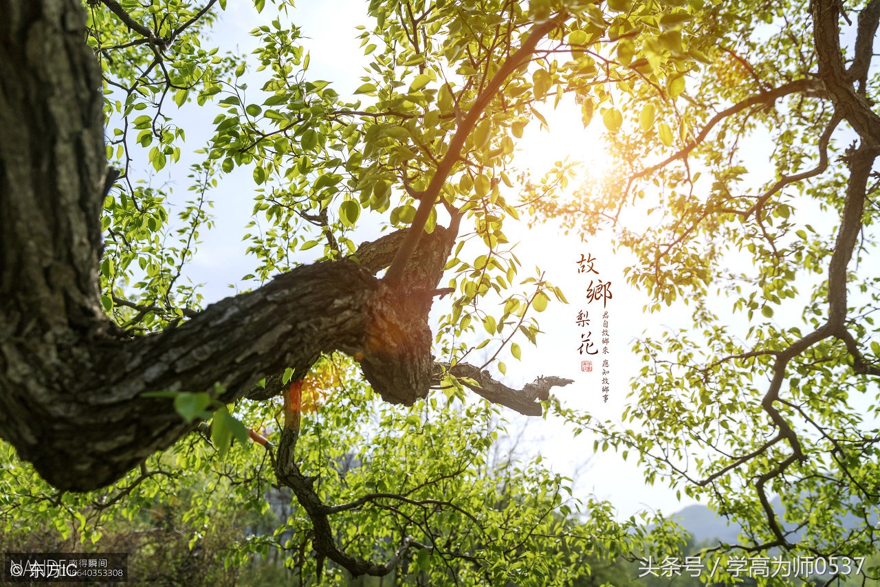金句积累：描写思乡之情的千古名句 难忘故乡情