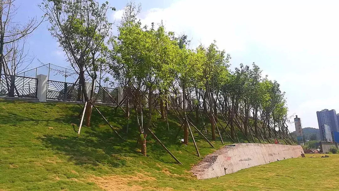 宜宾大学城三所新大学即将开学，厉害了，临港！