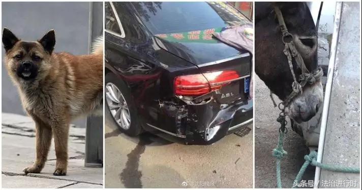 V早报：真事！驴被狗吓踢坏豪车，10万元修车钱该谁赔？