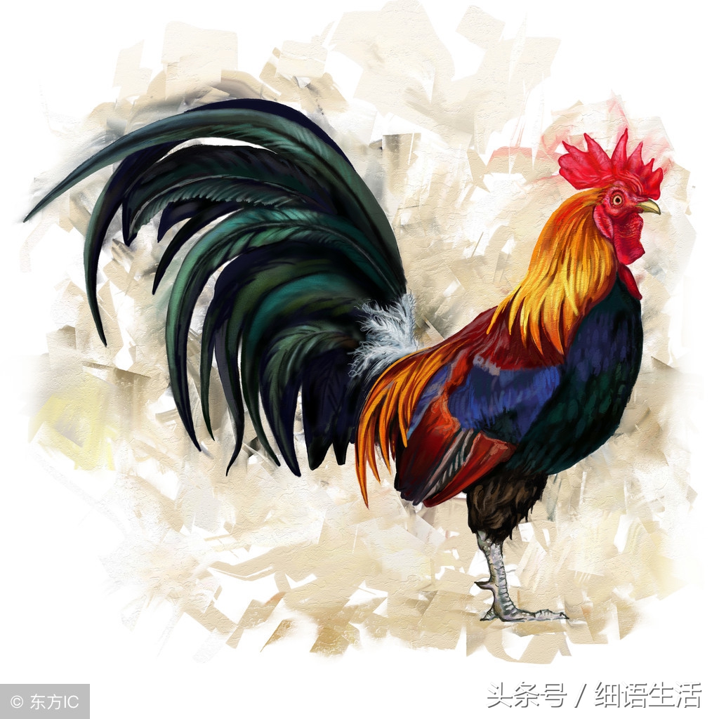 属鸡男被另一半的什么优点所吸引_达一风水网