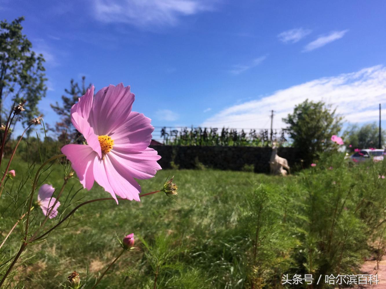 上榜全国示范建设镇，探索乡村游，坐拥中俄风情，边陲黑河要火！