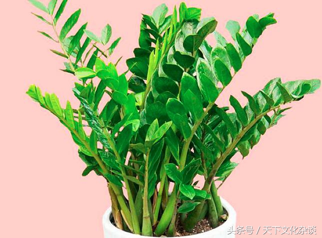 十二生肖旺财风水花草,看看你适合种什么?