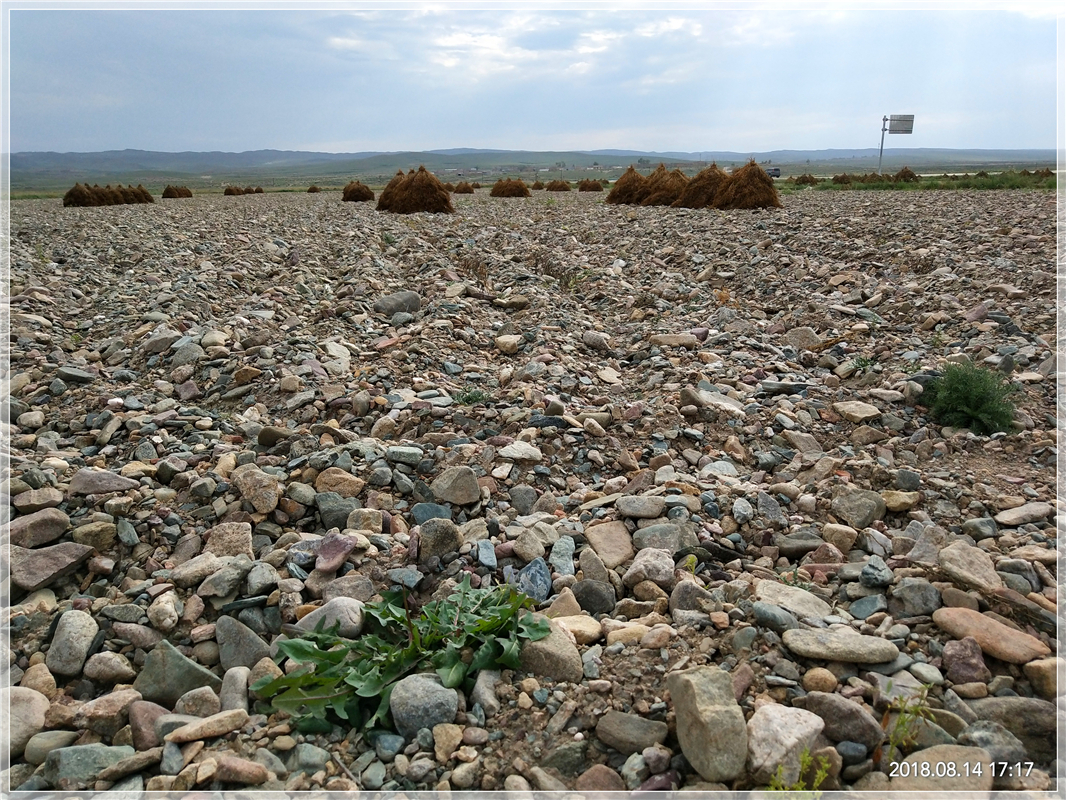 扁豆子今日多少钱一斤「扁豆子多少钱一斤」-皮皮自媒体