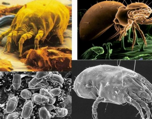 宝宝睡的床单床垫有上亿只螨虫集合?仅需一步,将螨虫赶尽杀绝