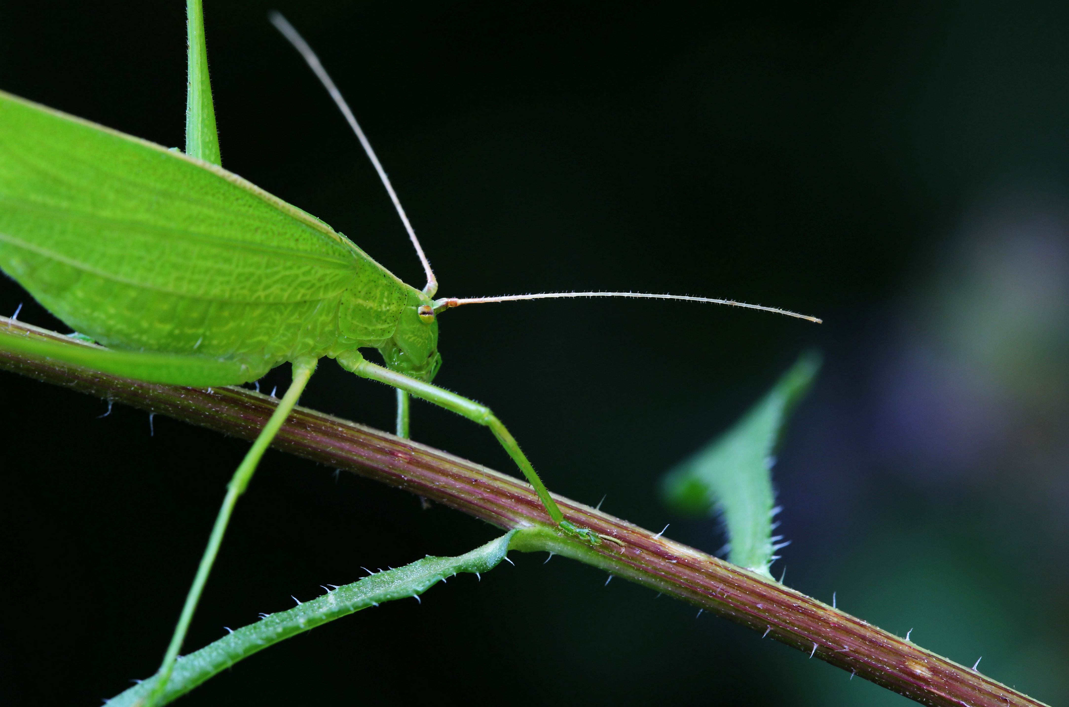 纺织娘是什么昆虫 金铃子昆虫-思宇生活