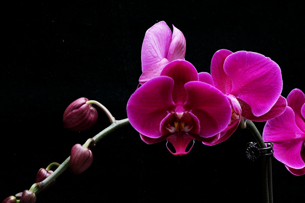 蝴蝶兰中国红品种_红色蝴蝶兰 - 成语词句网