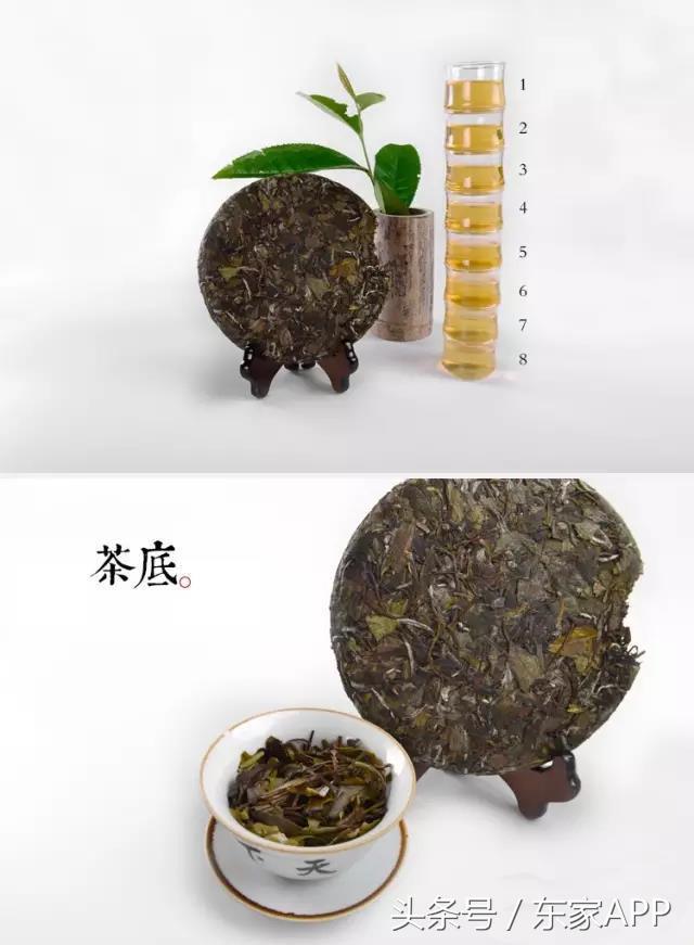 白茶优劣区分（白茶品相好坏口感有差距吗）-第8张图片-昕阳网