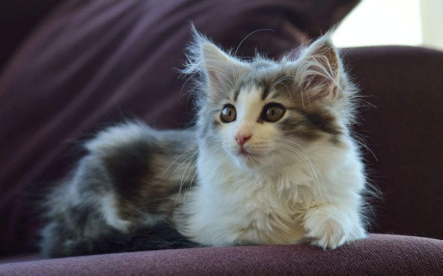 长毛猫有哪些品种(猫有哪些品种)-骁龙网