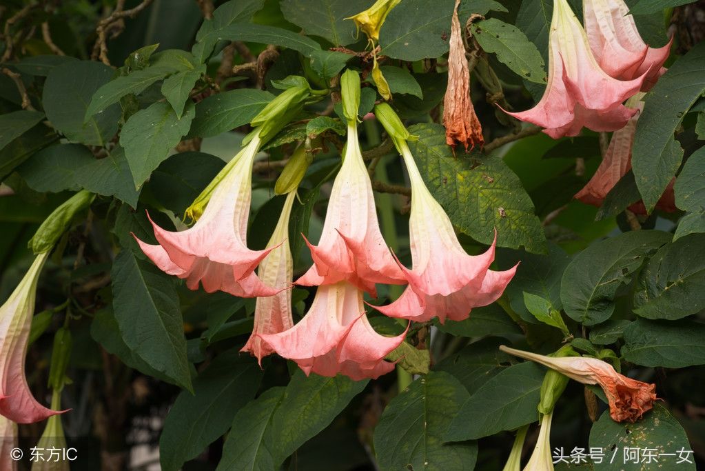 曼陀羅為茄科曼陀羅屬植物,又名洋金花,醉心花等.