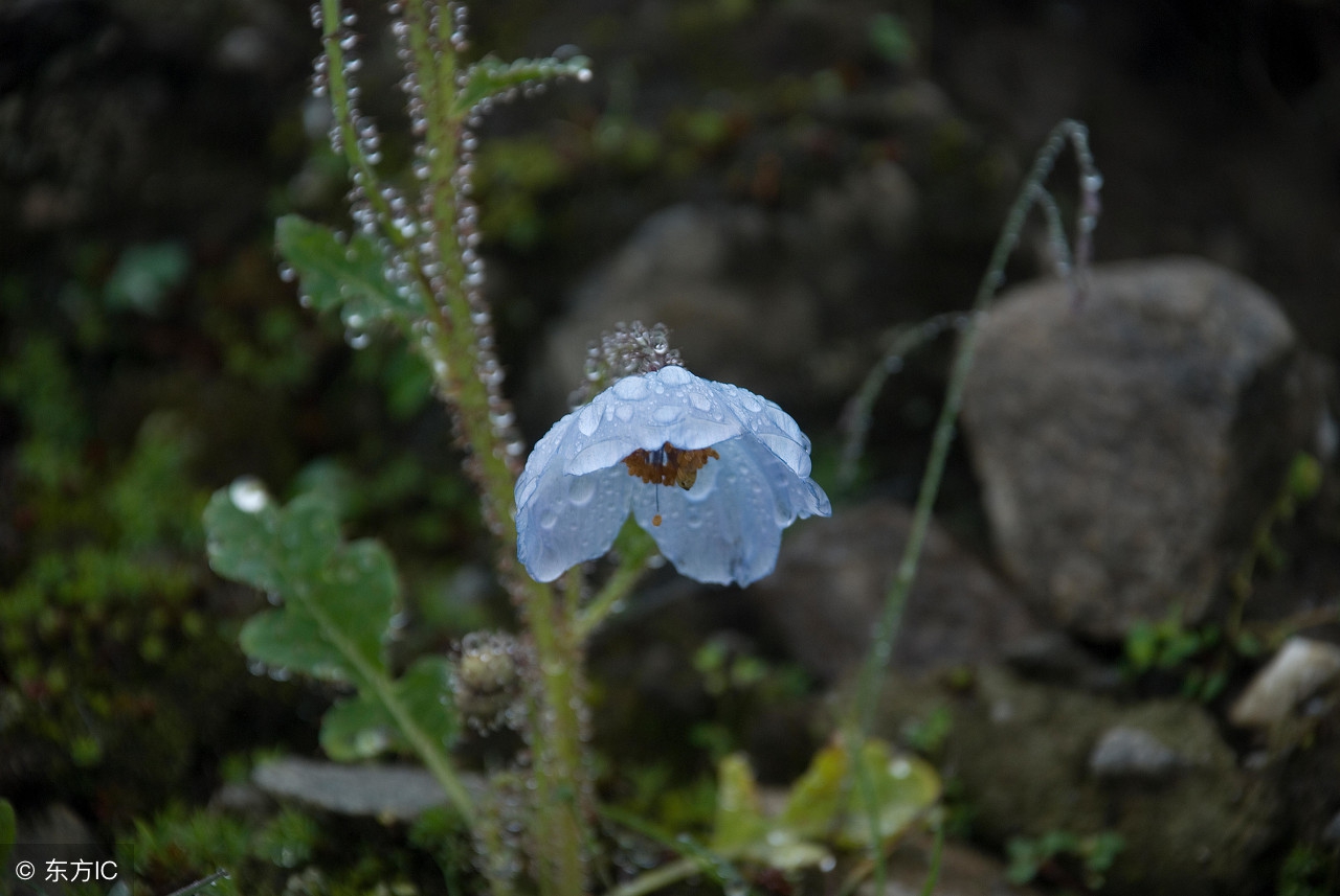 老祖宗总结的农谚，真是无价之宝！预测神准，越看越有道理！