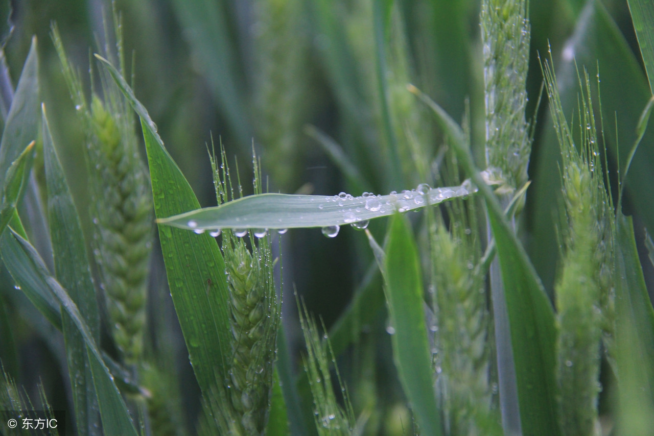 老祖宗总结的农谚，真是无价之宝！预测神准，越看越有道理！