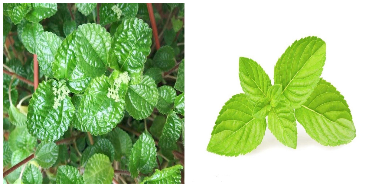 吸毒草和薄荷的区别(吸毒草和薄荷的区别图片) -骁龙网